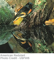 American Redstart